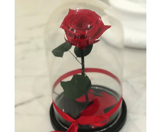 Красная роза в колбе